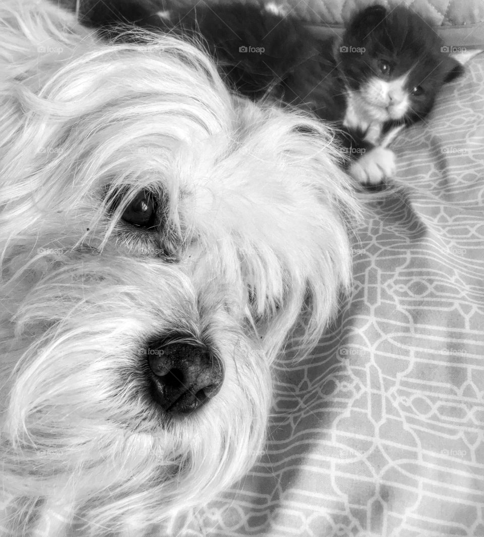 Cesar and baby kitten 