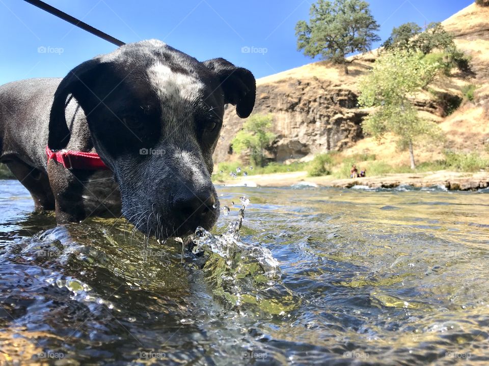 Sam cooling off in the river