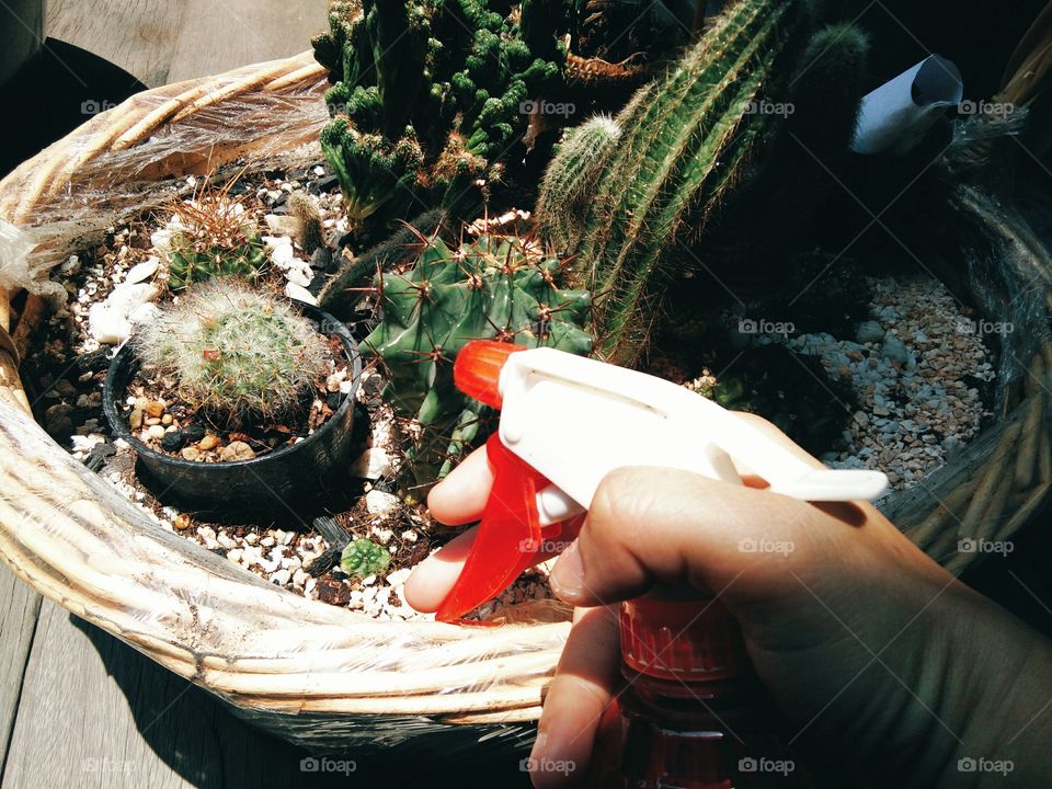 Beautiful cactus flowers with sunlight in Garden