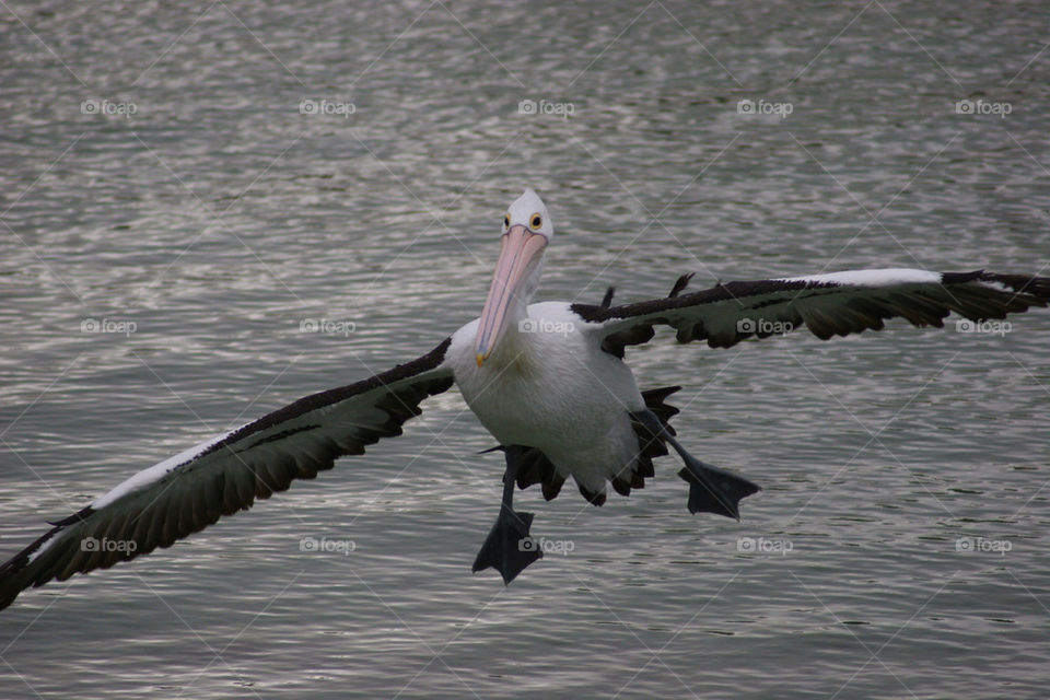 water flying bird sea by kshapley