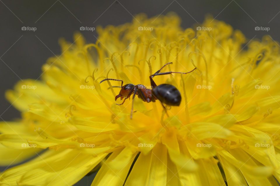 ant on a dandelion