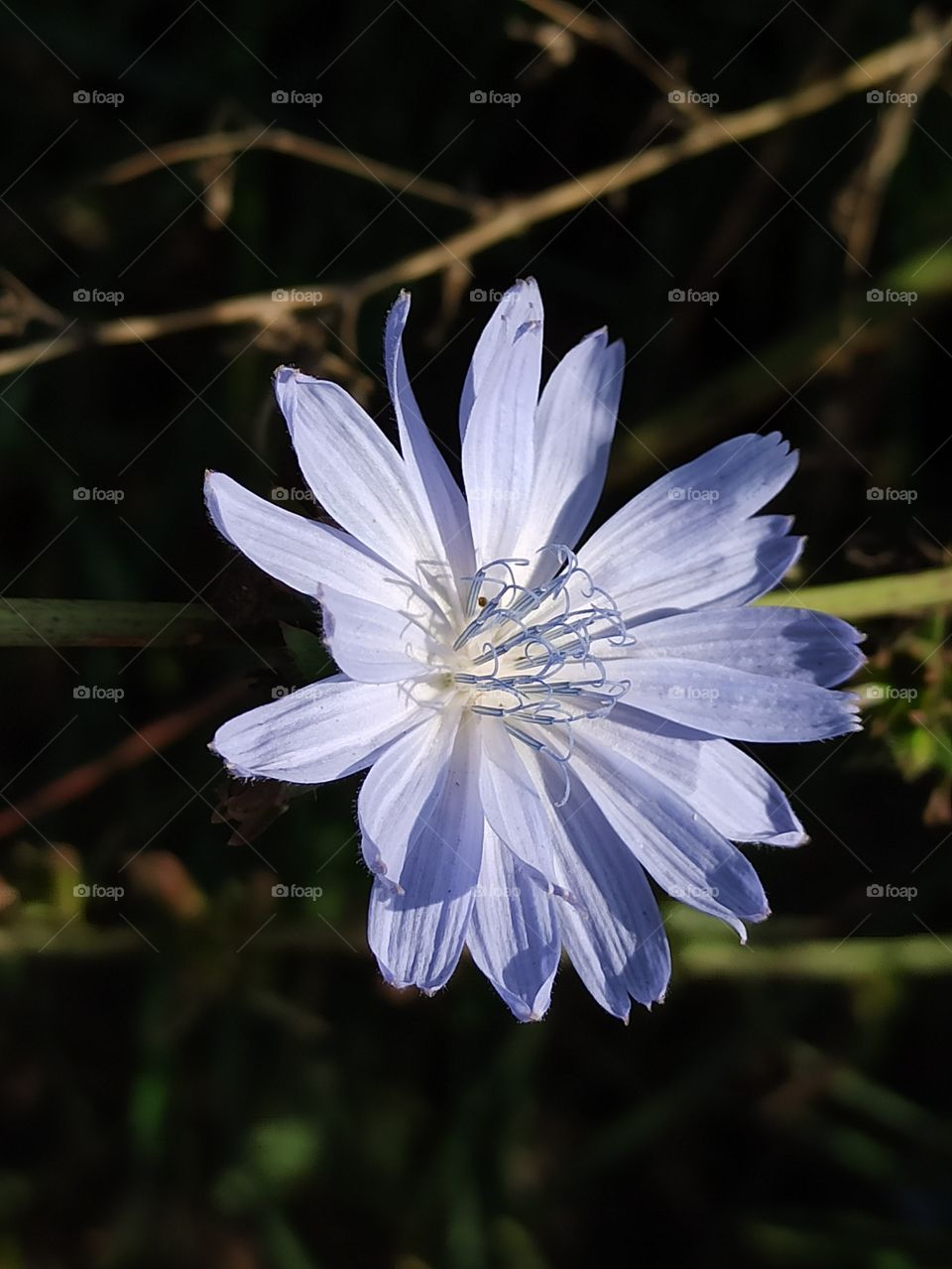 Chicory