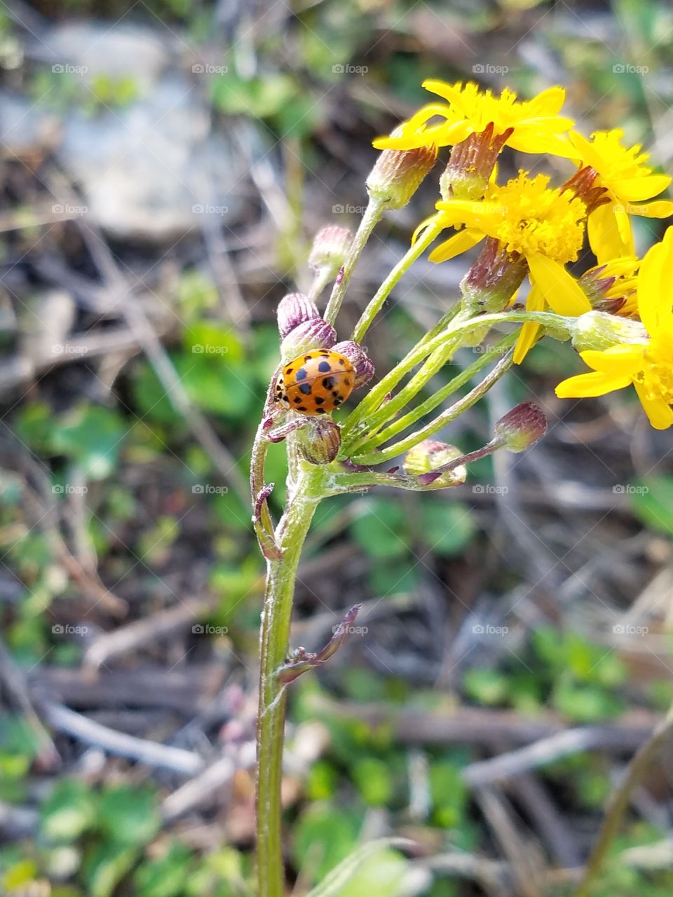 Ladybirds close-up
