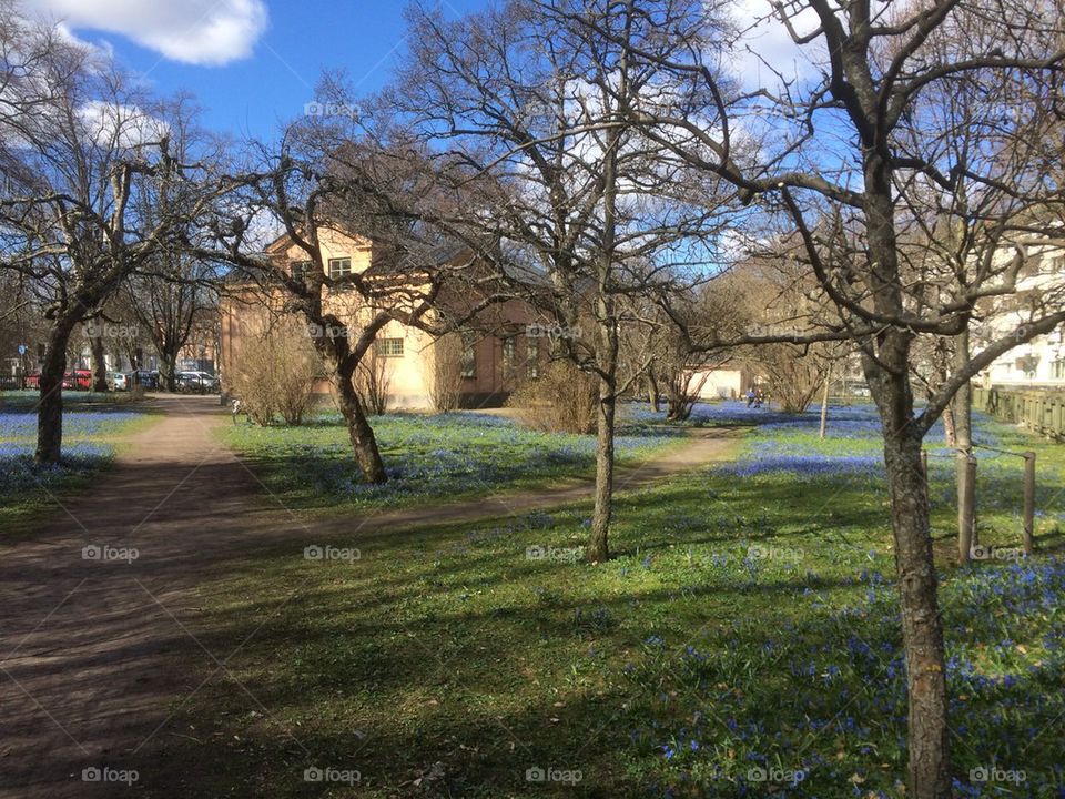 Springtime in Uppsala