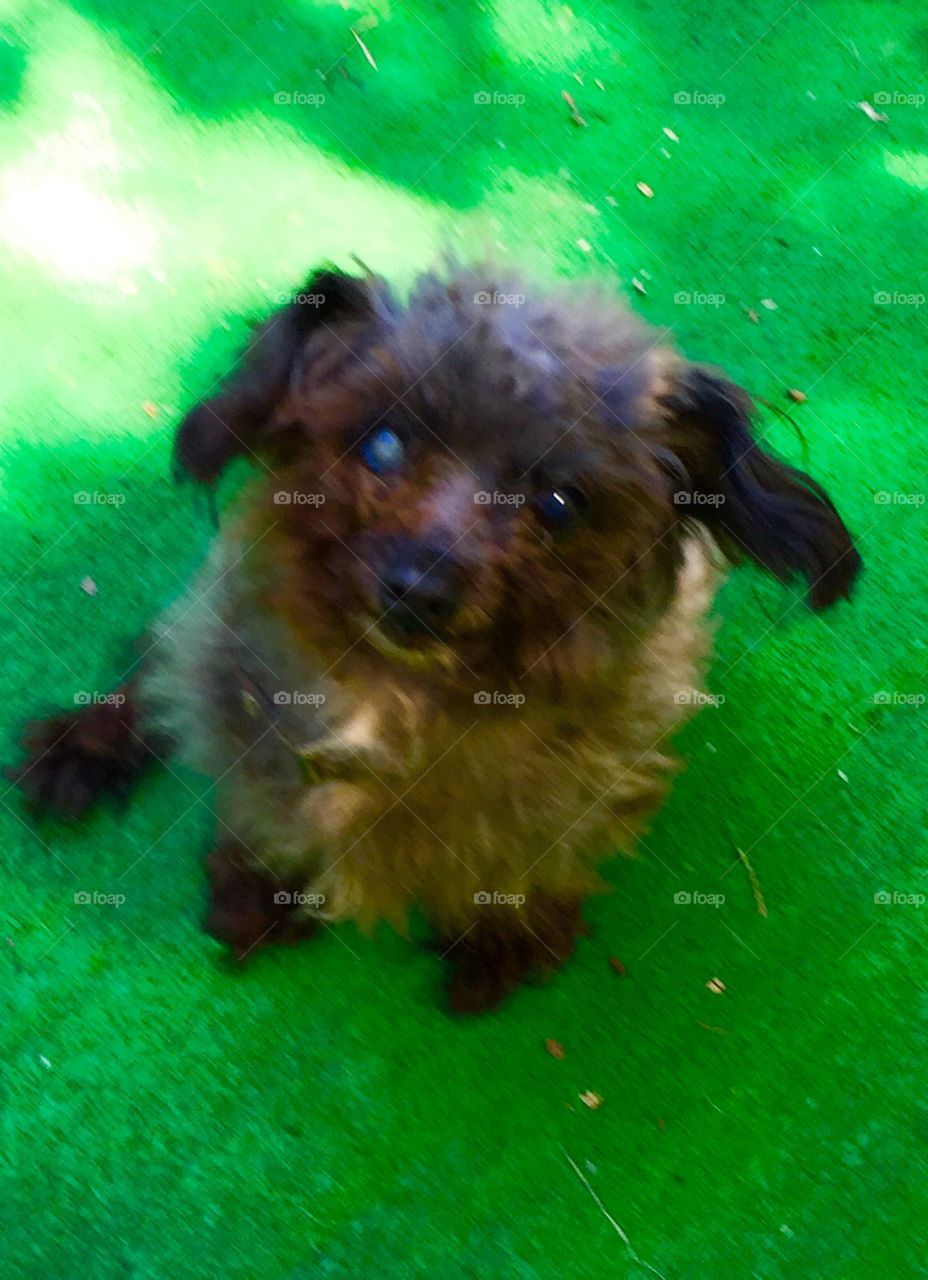 A breed of dog called Chipoodle. Part Chiawuwa and poodle dog. 