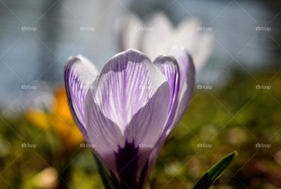 crocus