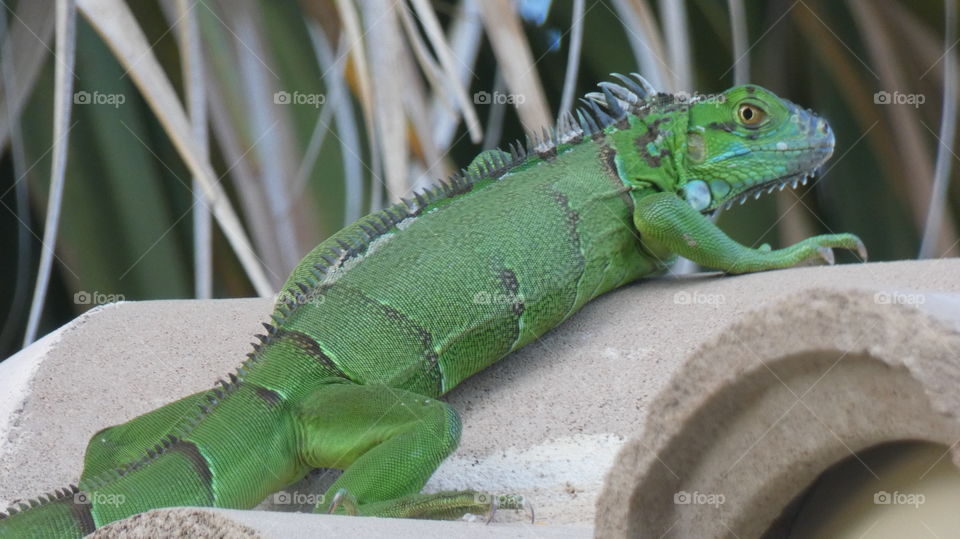 Iguana on roof