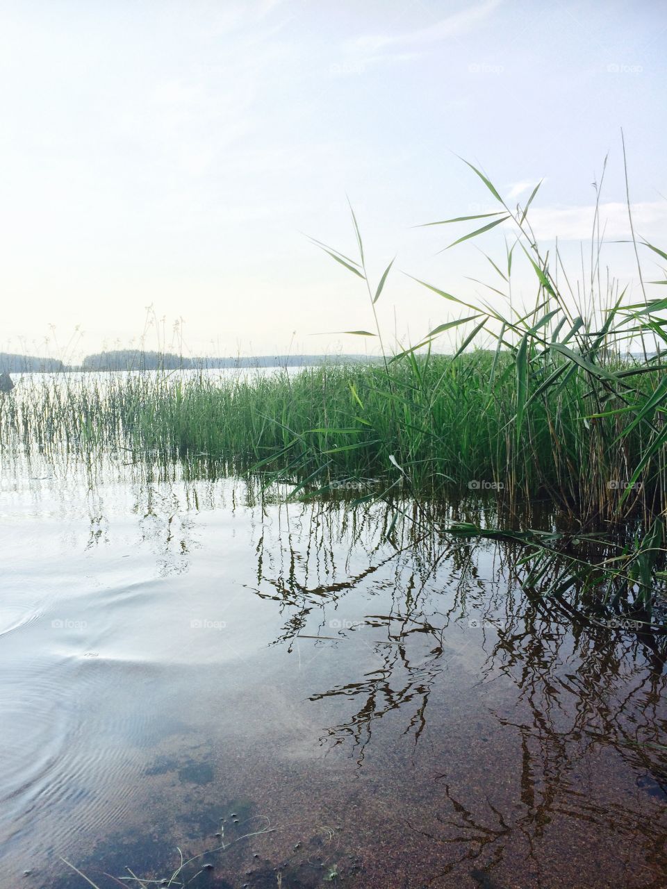 The Swedish paradice