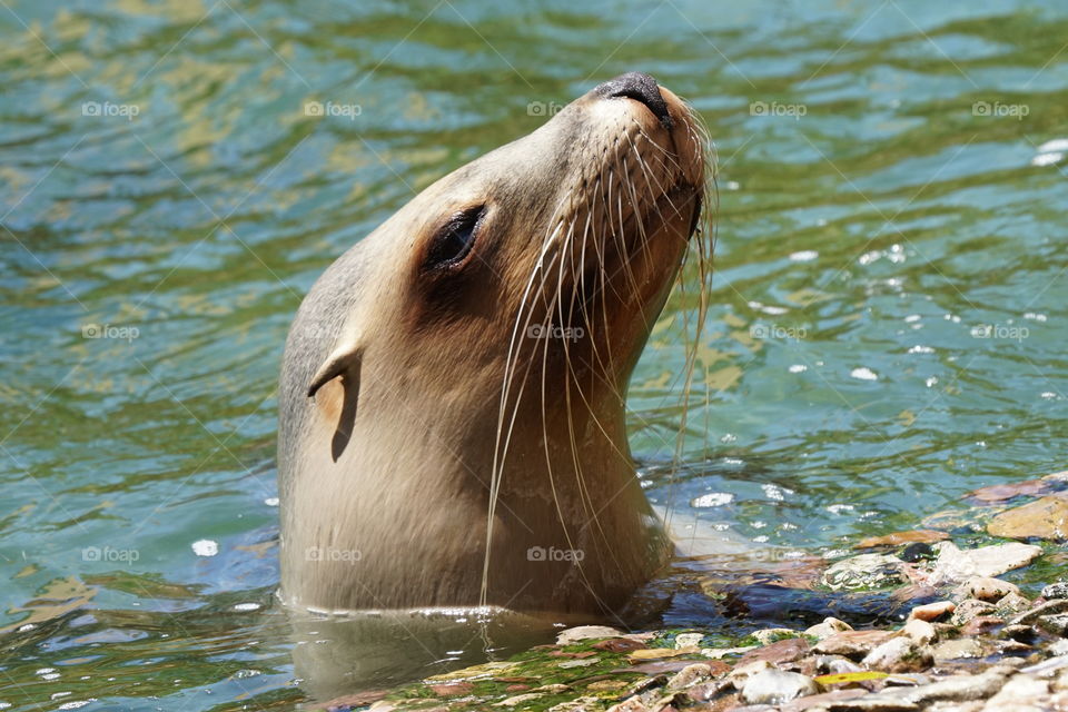 Sea Lions