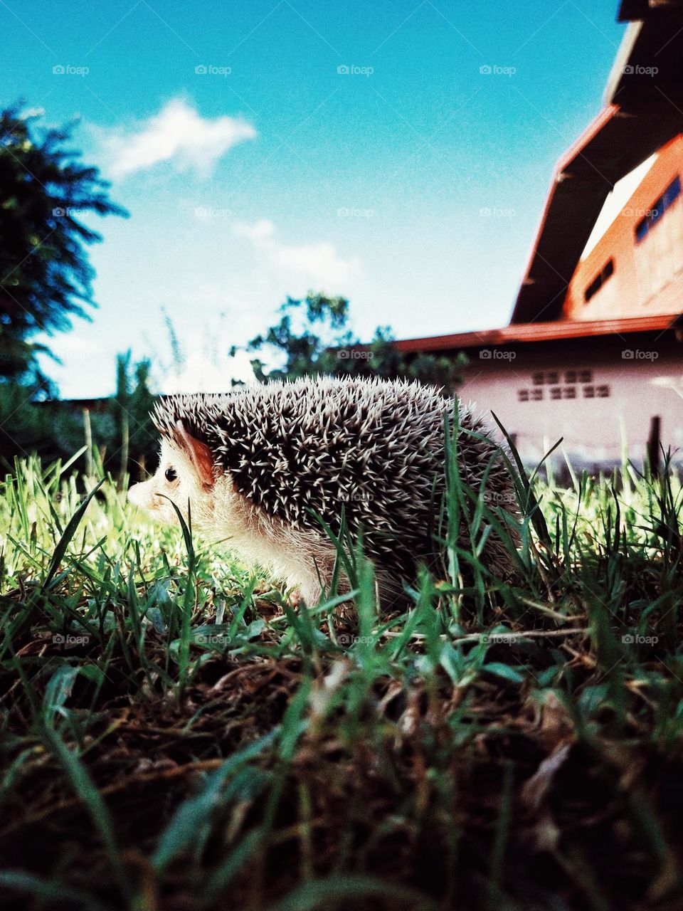 Hedgehog