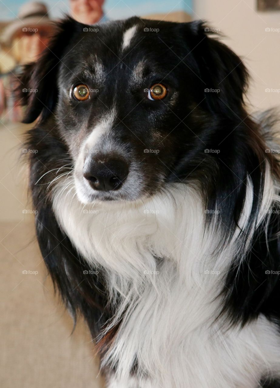 Closeup front view border collie sheepdog staring with big brown eyes indoor capture 