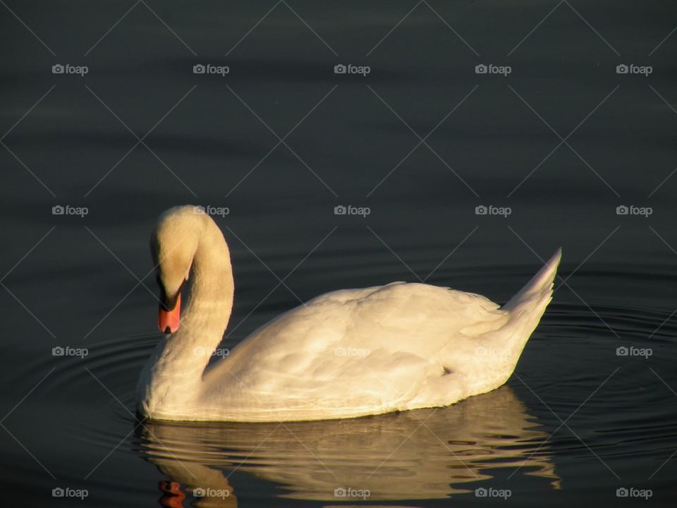 Swan at sunset