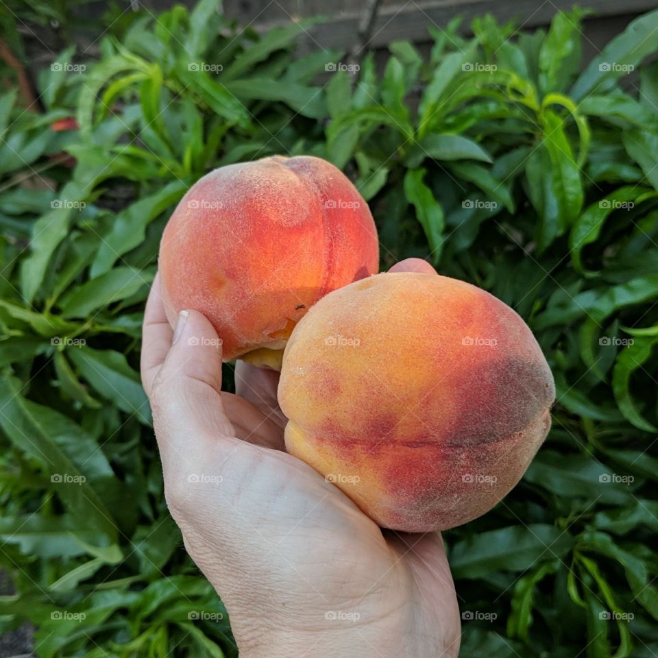 Hand Picked Peaches