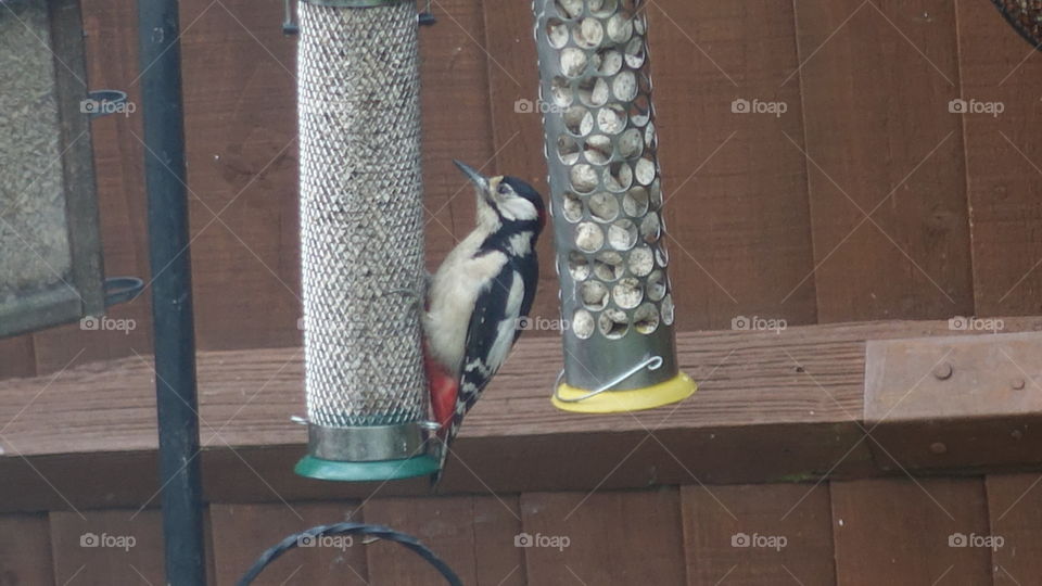 Great spotted woodpecker 