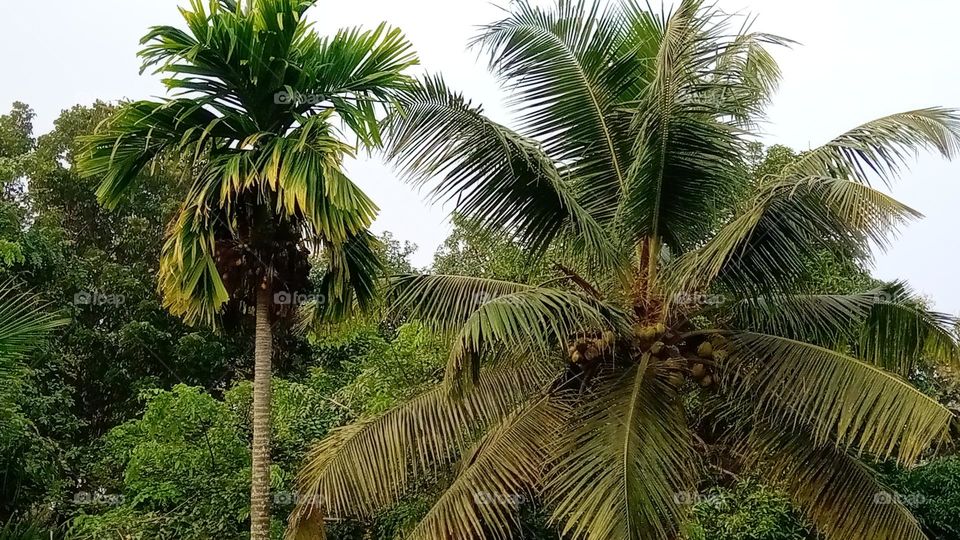 Natural buity open sites