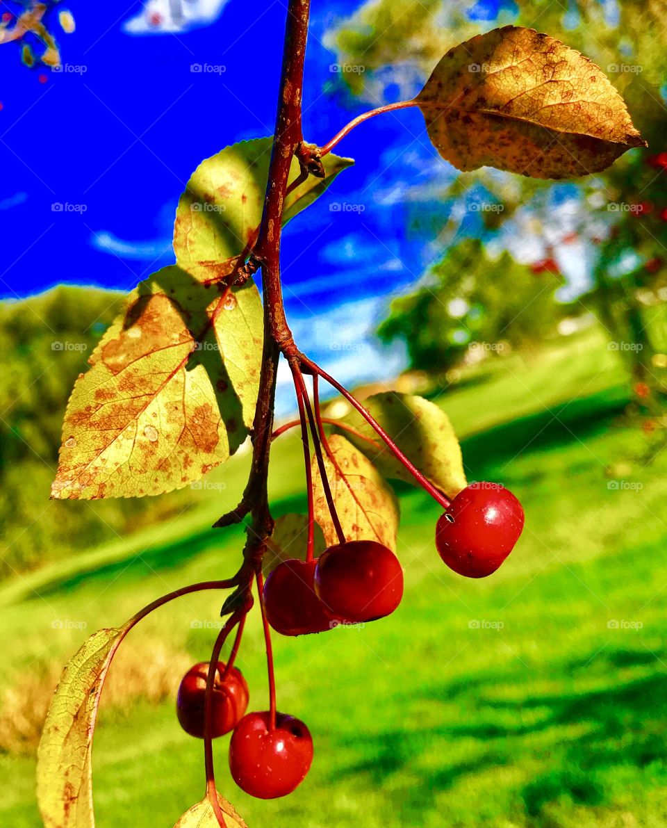 Berries on a tree—taken in Schererville, Indiana 