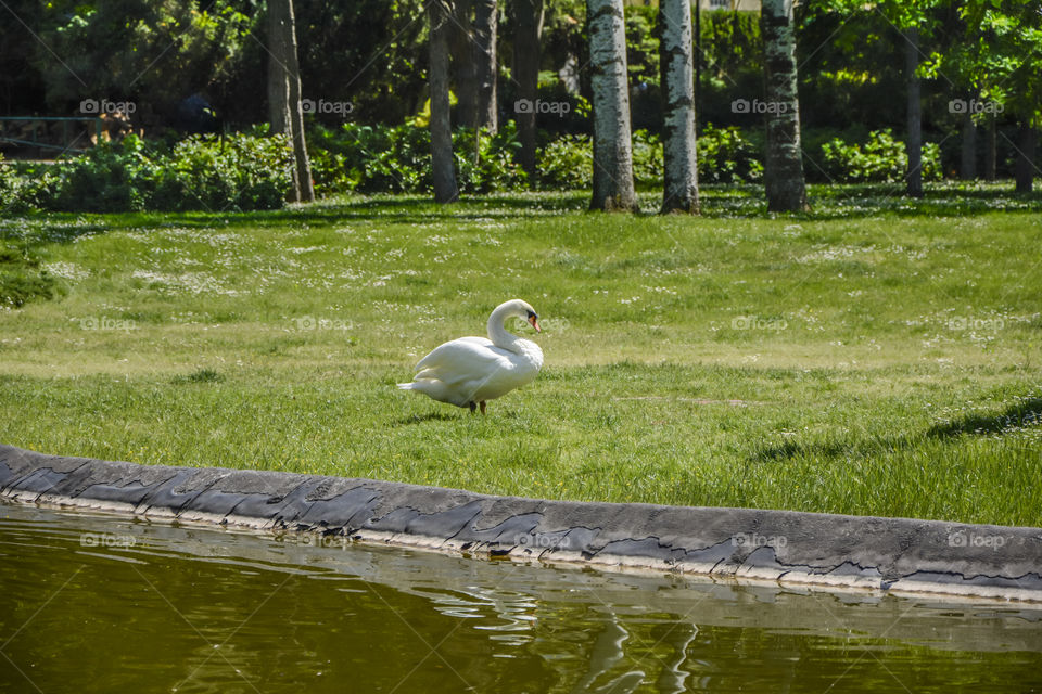 Swon in the park besides lake