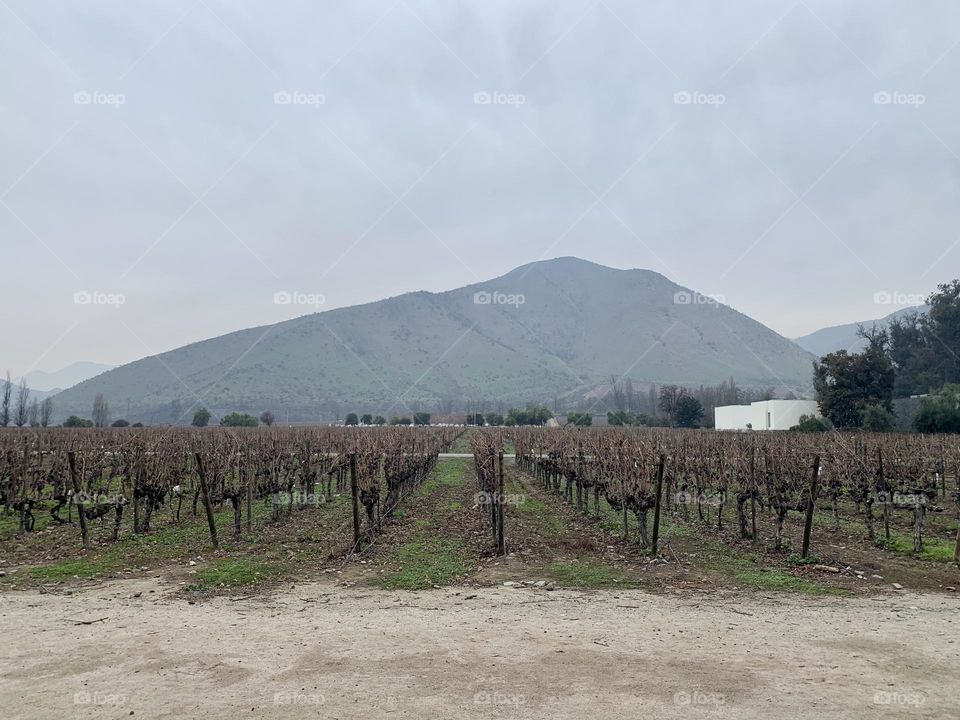 Mountain behind the grape plantation