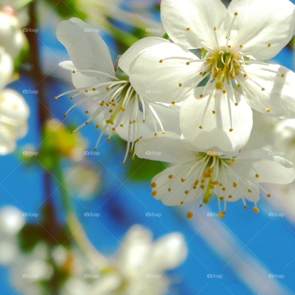 Flowers