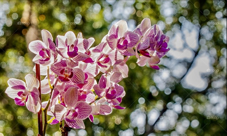 Orchid blooms in the early morning