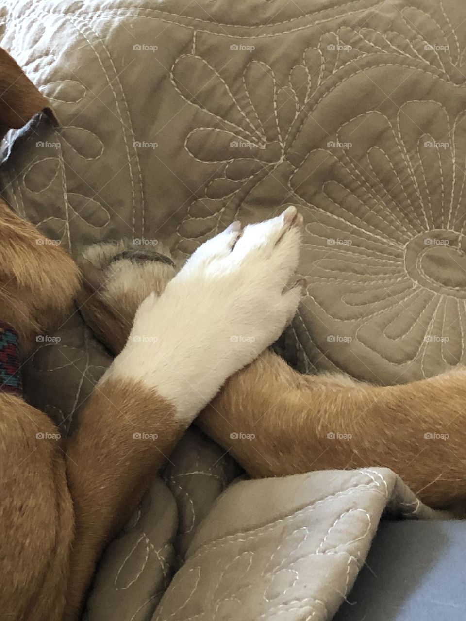 “Paws”atively Perfect