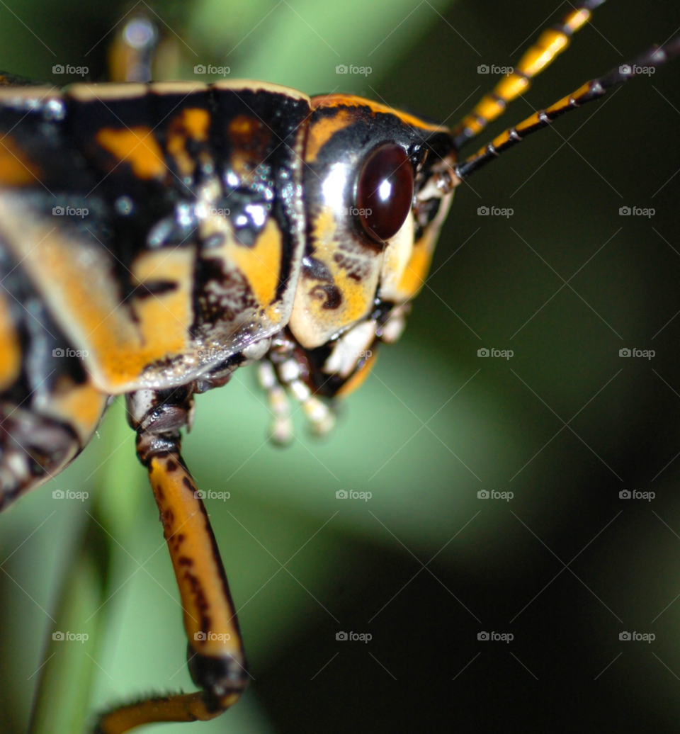 macro closeup face insect by lightanddrawing
