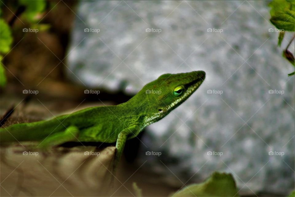 Green lizard 