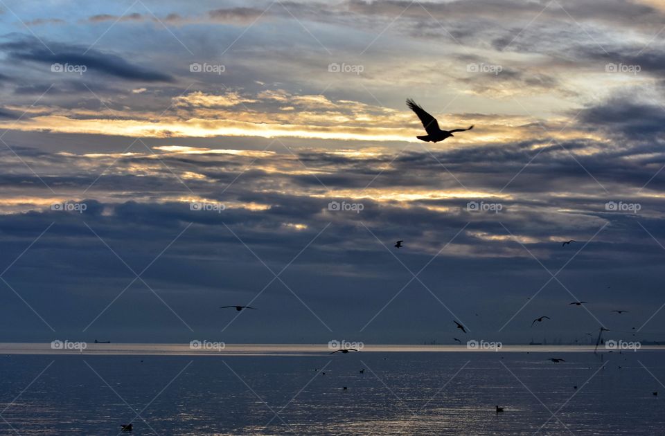 Water, Bird, Sunset, Sea, Beach