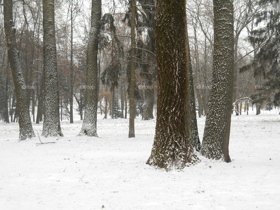 Snow, Winter, Tree, Wood, Frost