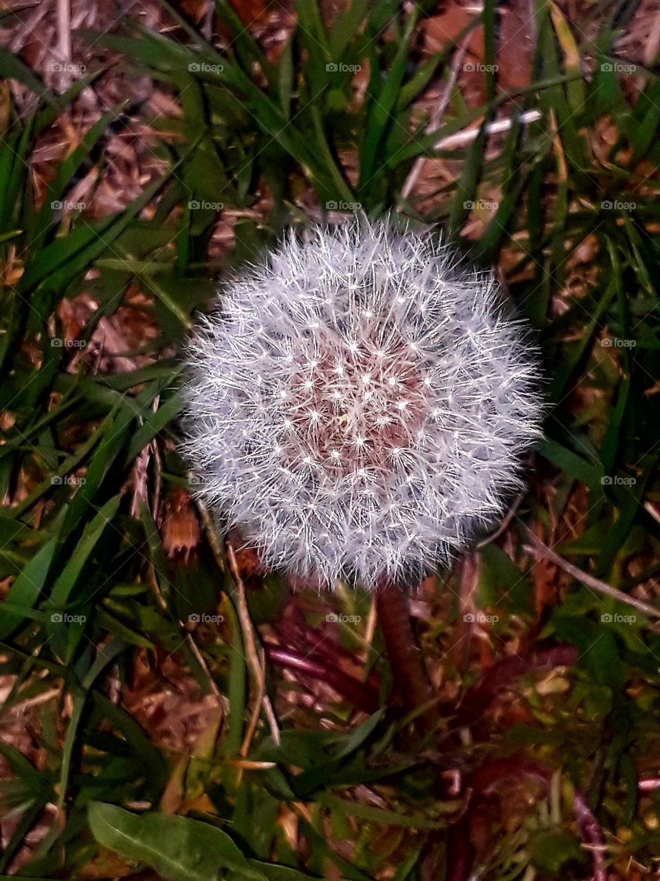 Dandelion Weed Wishing Flower In Ground White Against Grass