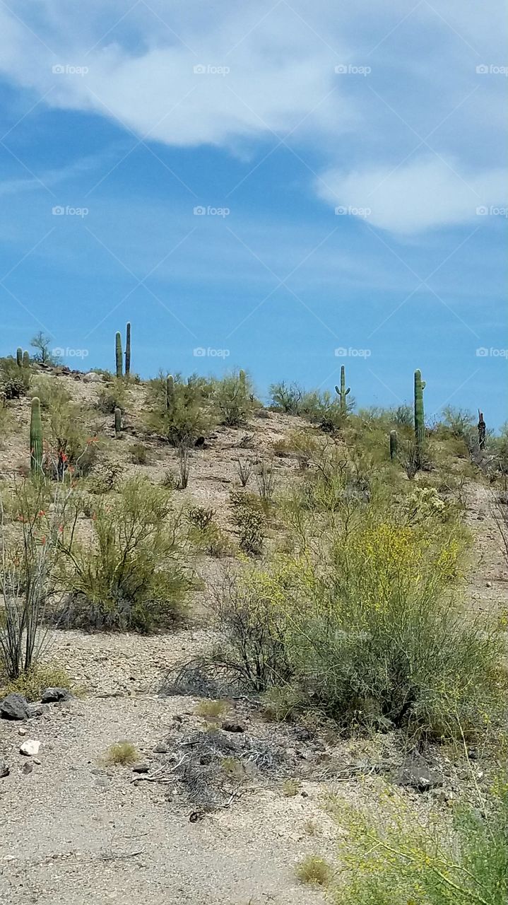 Arizona desert