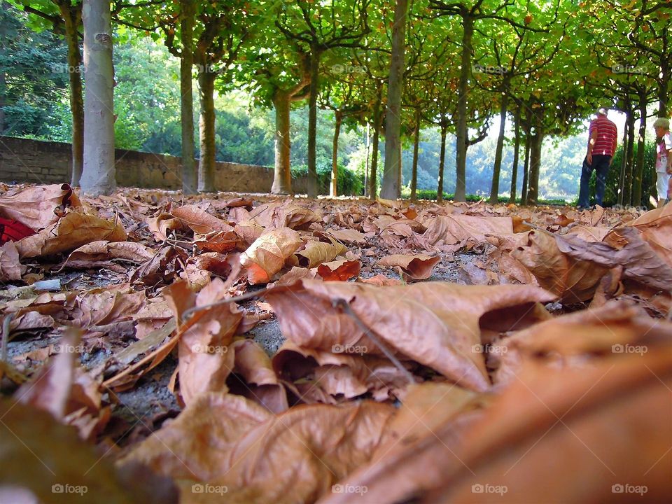 Herbstblätter im Park