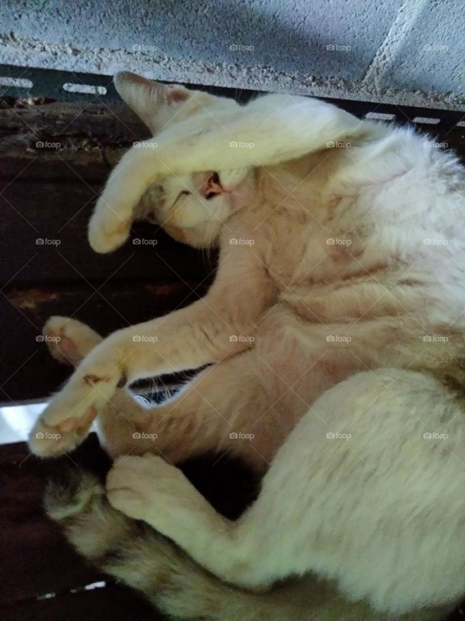 Daily life of a cat.