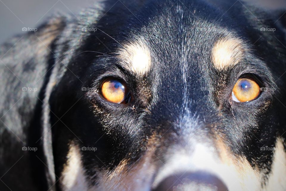 Dog up close 
