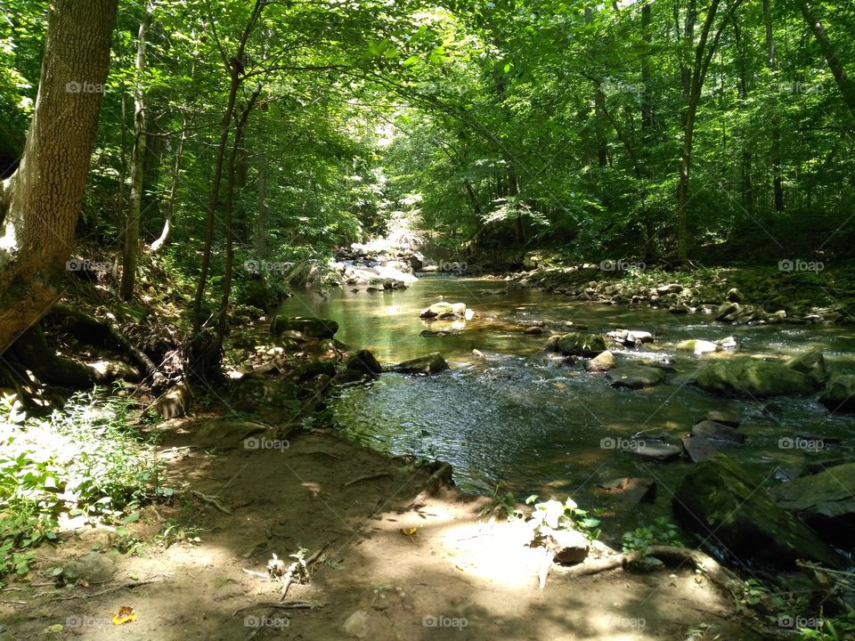 Bubbling Brook flowing through shady forest at Guntersville Lake