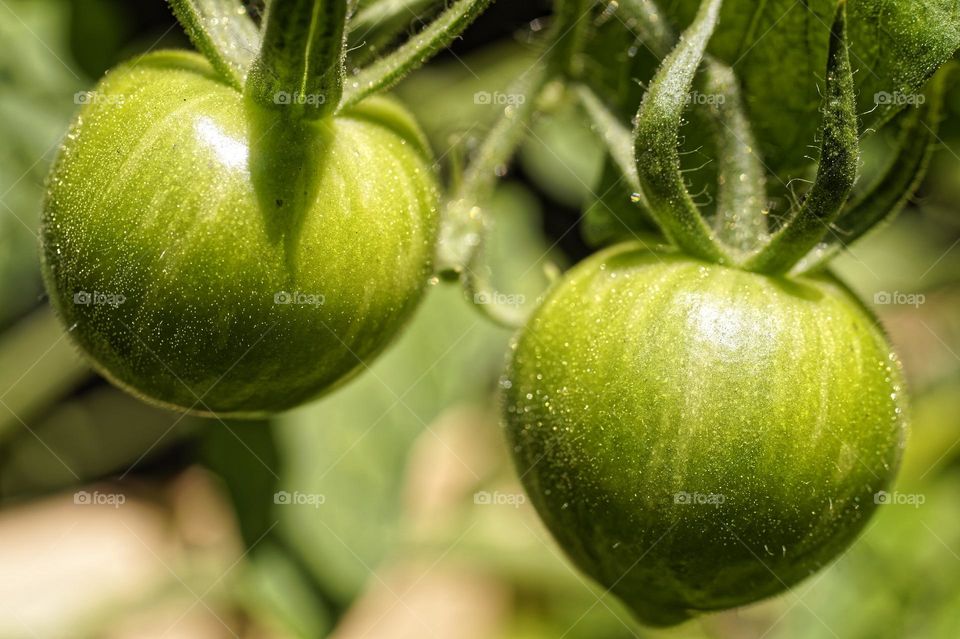 Tomato fruit is suitable for vegetables