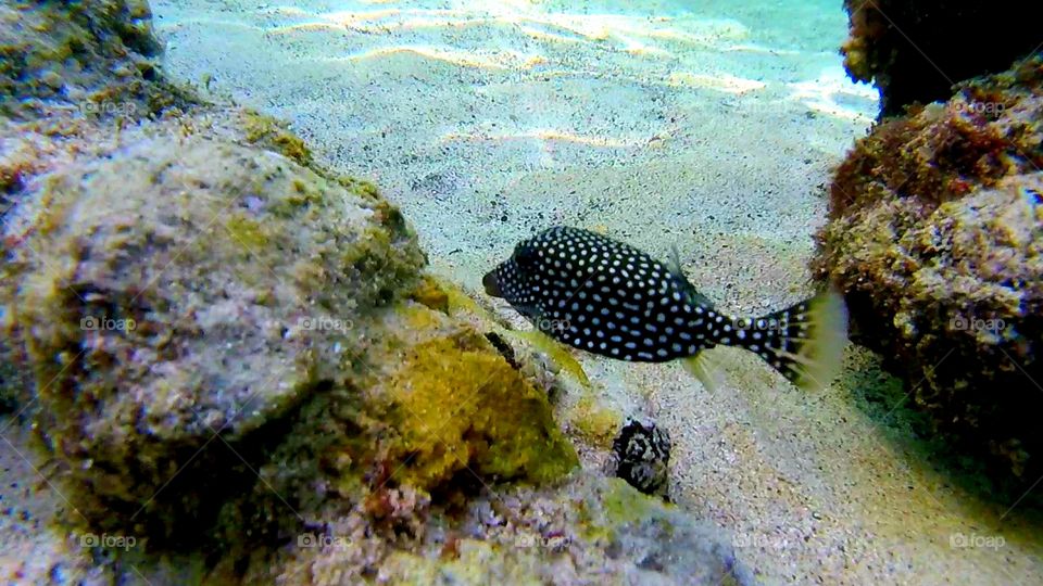 Puffer fish expanding