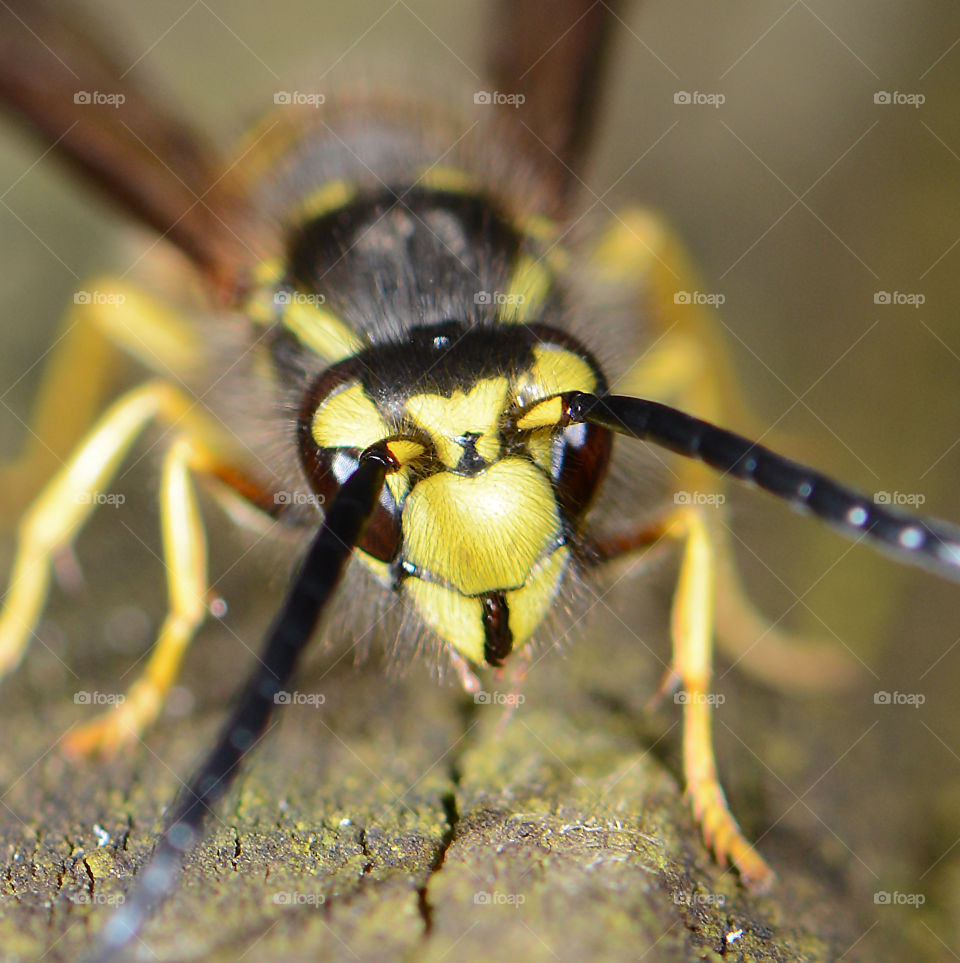 Yellow Jacket closeup of face and eyes