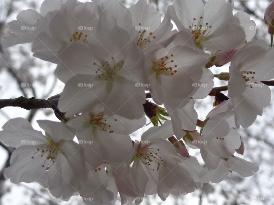 cherry blossoms. sakura tree blossoms