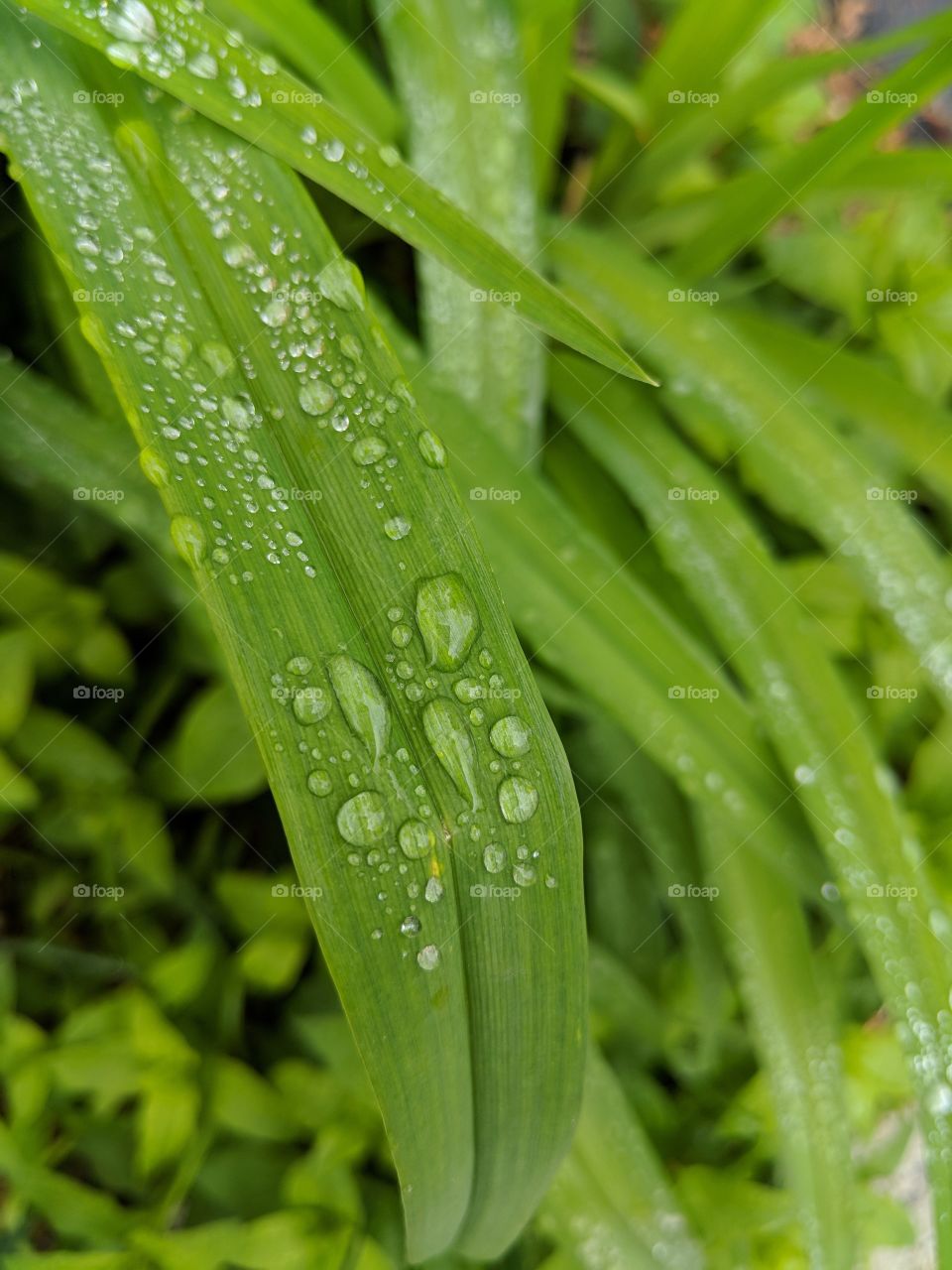 Rain drop on a leaf