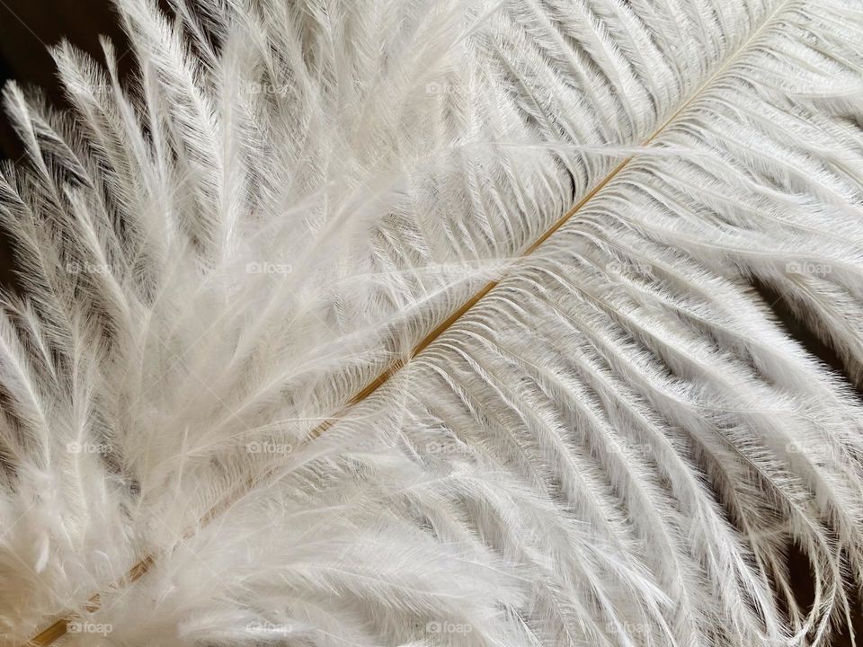Feather 