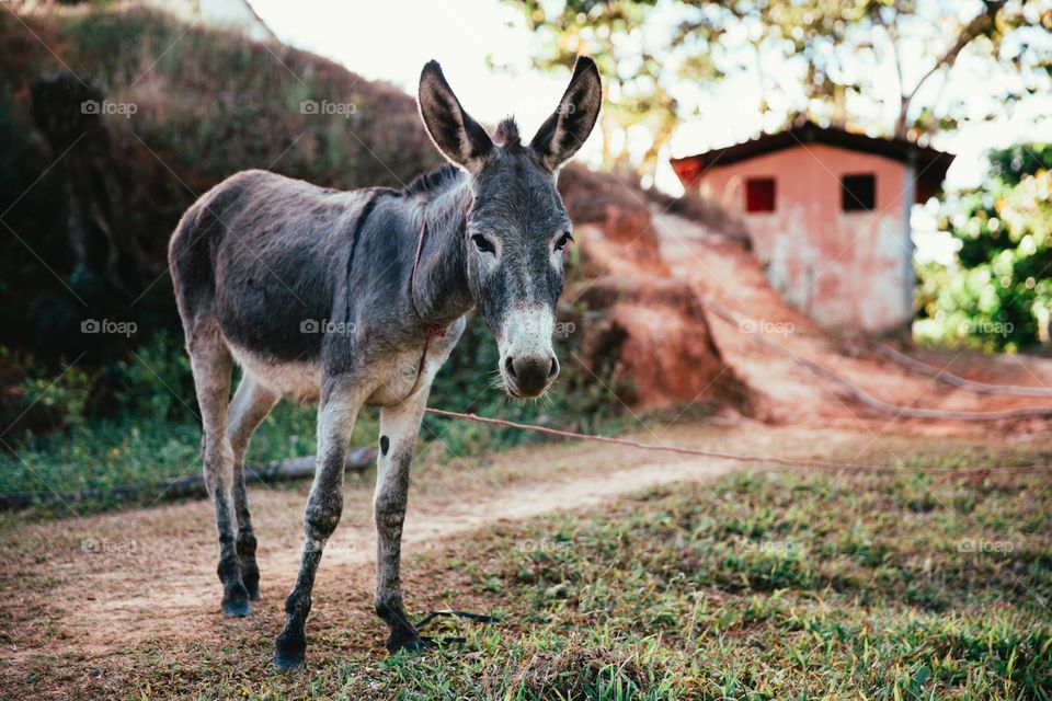 A small donkey tied up on a dirt road with grass surrounding it. In the background there is a rustic house.