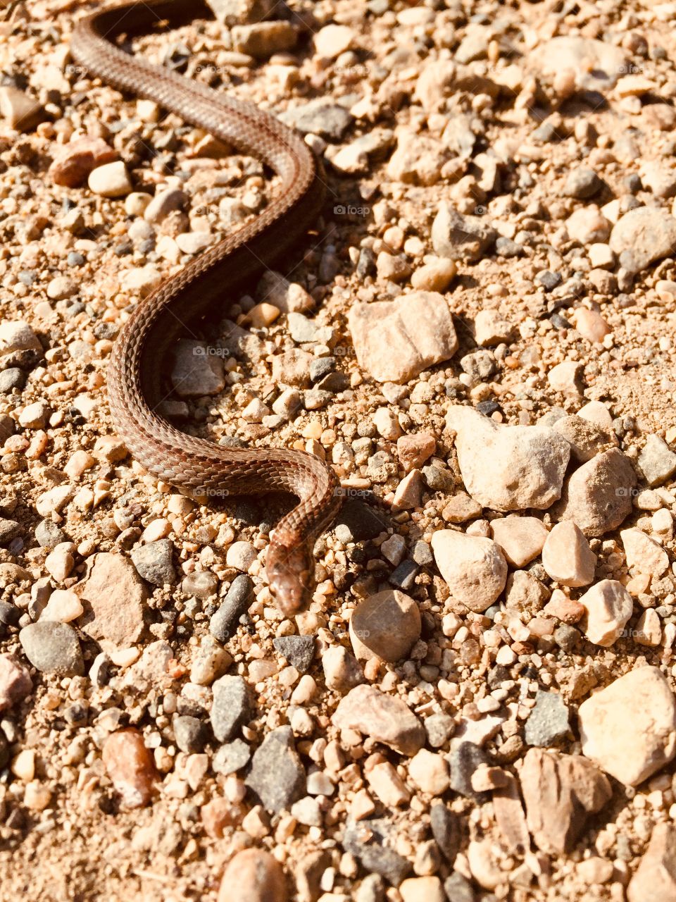 Little snake Brandon hills mb