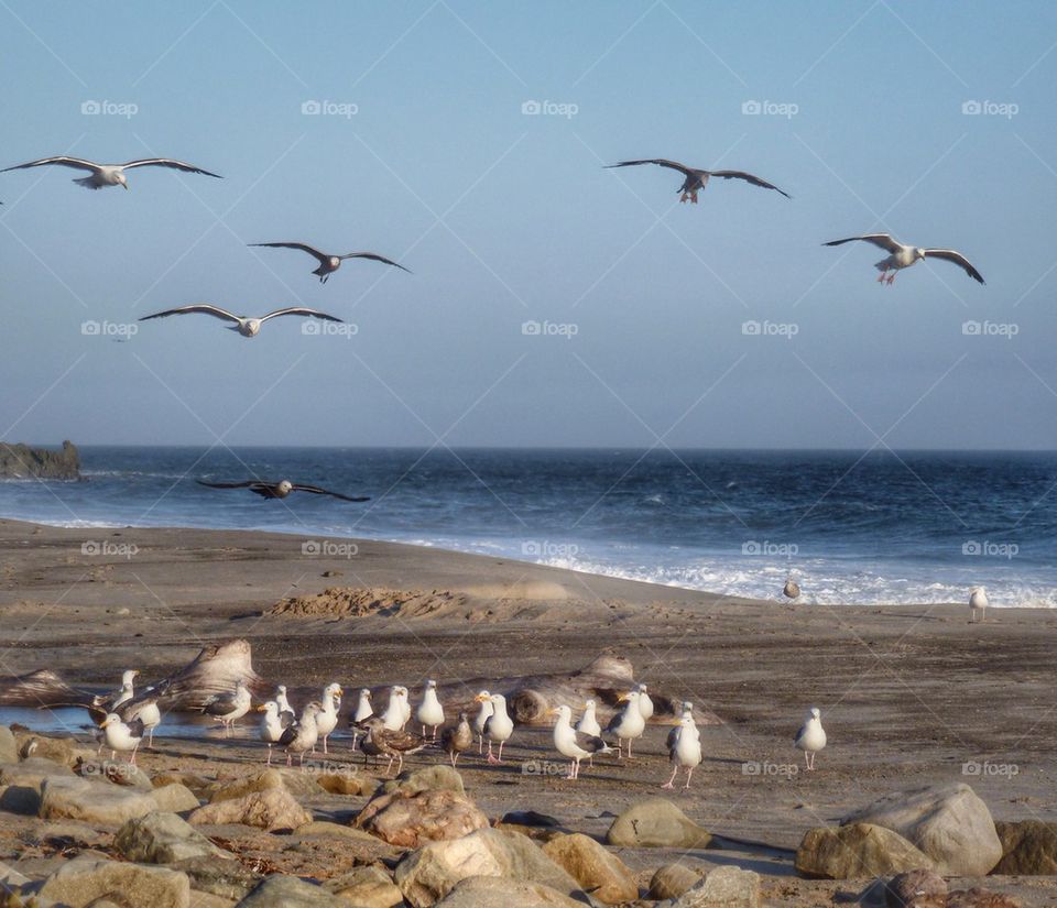 Seagulls