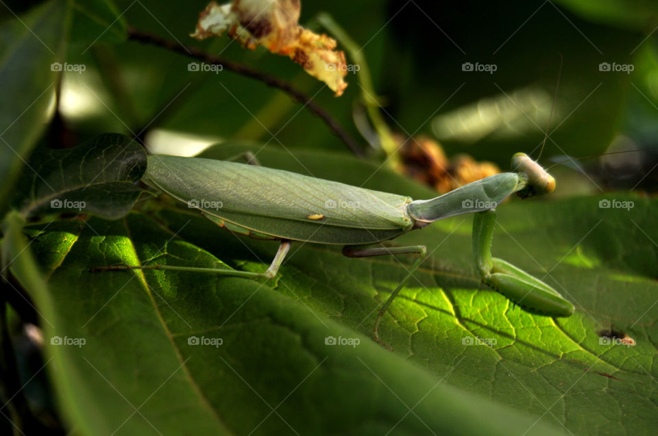 Close-Up of praying mantis on leaf