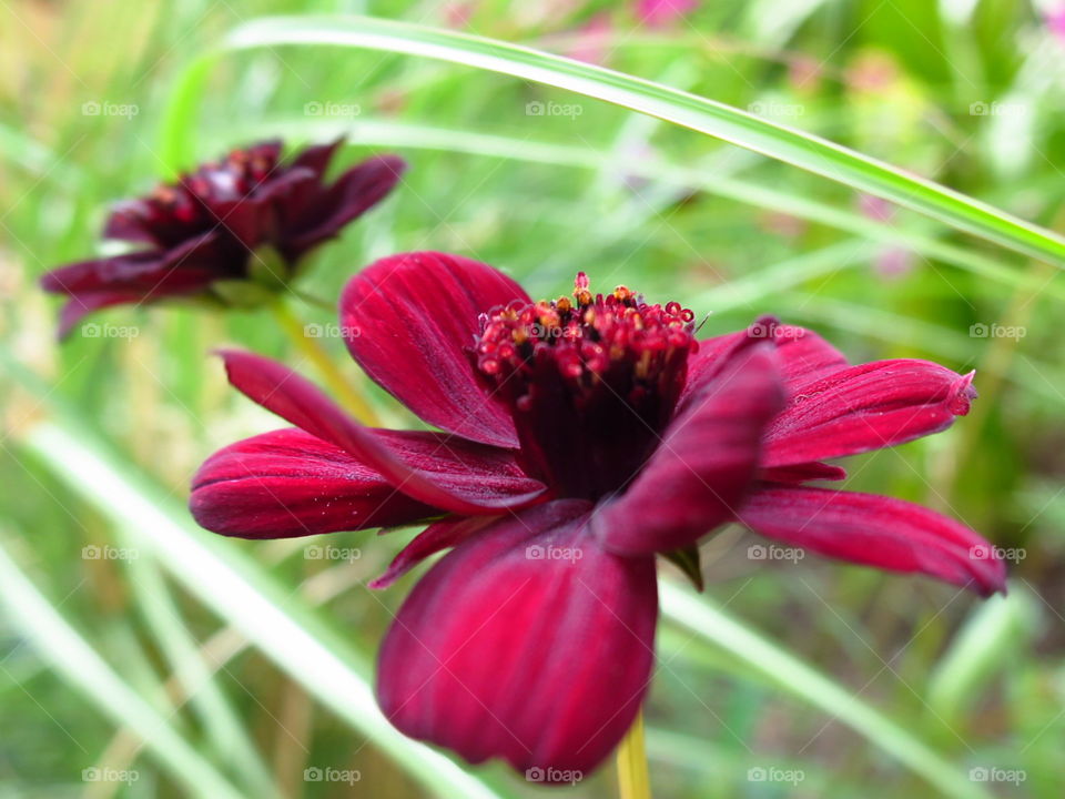 Choc-mos. The delicate chocolate cosmos...