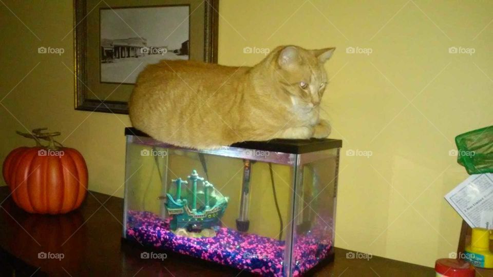 Cat guarding fish tank.