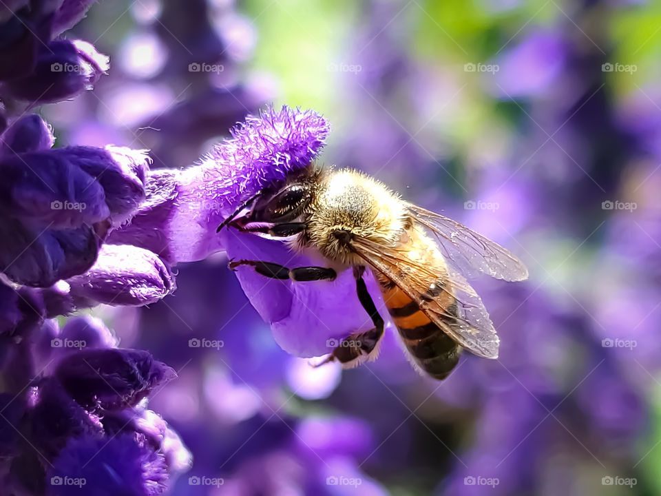 Honeybee pollinating purple mystic spires flowers
