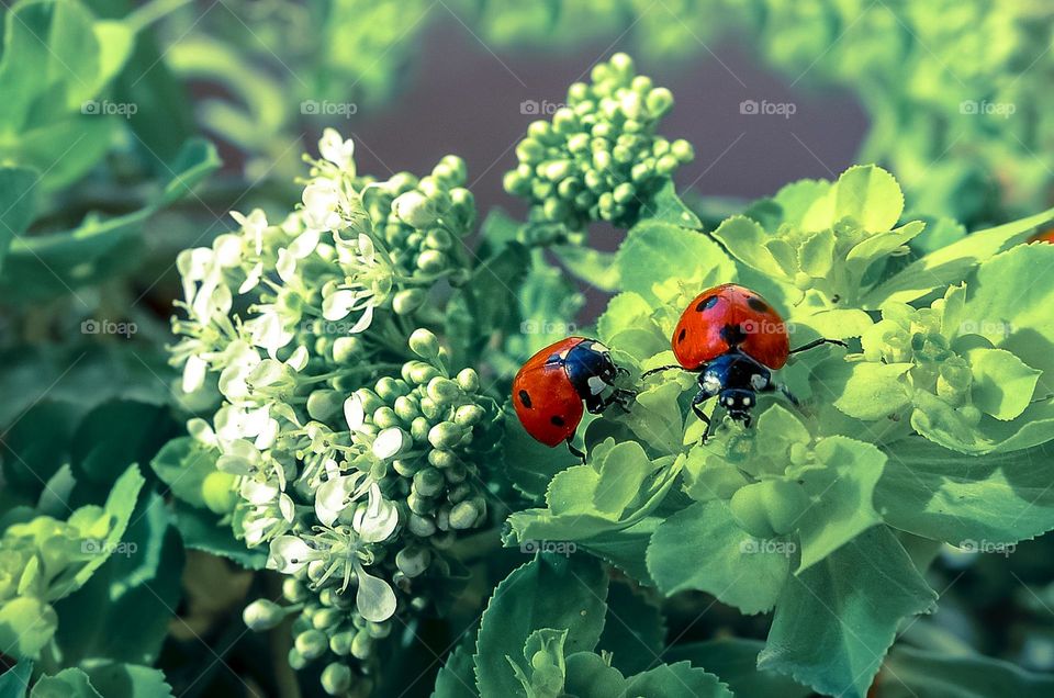 Ladybugs