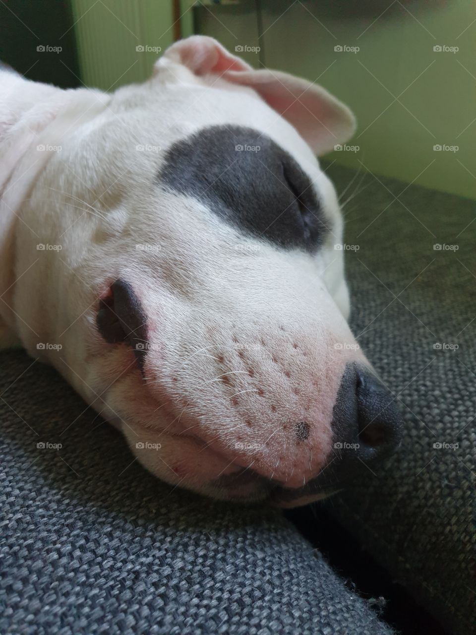 Sleeping American Stafford Puppy